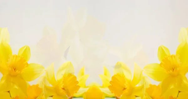 美丽的植物抽象背景 白色背景上的黄色花朵 文字的位置 插花旗 — 图库照片