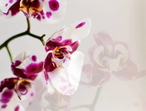 아름다운 모양의 추상적 배경에 문자의 위치를 줍니다 꽃들의 부드러움 — 스톡 사진