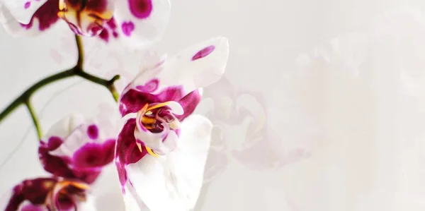 美丽的植物抽象背景 白色背景上的兰花 文字的位置 插花的横幅加倍暴露 — 图库照片