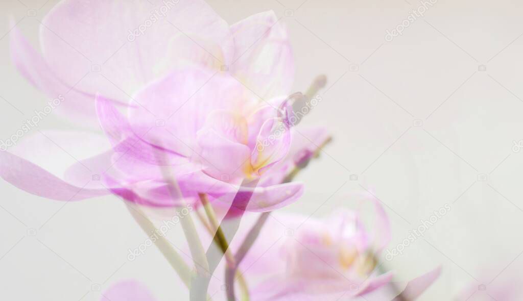  Beautiful floral abstract background. Orchid flowers on a white background. Place for text. Banner of flowers. Double exposure. Tenderness.