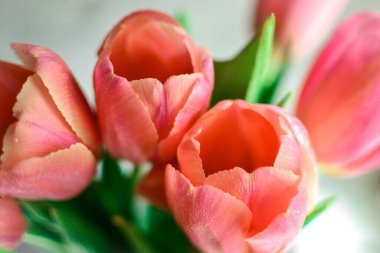 Bir buket lale, ışıkta çiçekler, açık gri arka plan. Güzel pembe laleler. Çiçeklerin güzel arkaplanı.