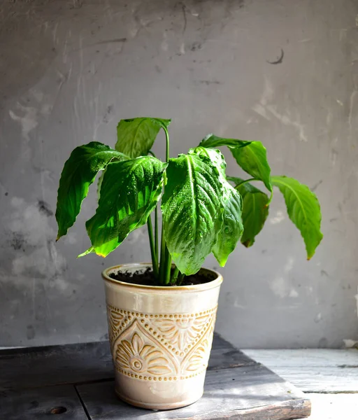 Indoor plant. Plant in a flowerpot. Gray background, sunlight. Green leaves. Flowers in the house. Houseplant