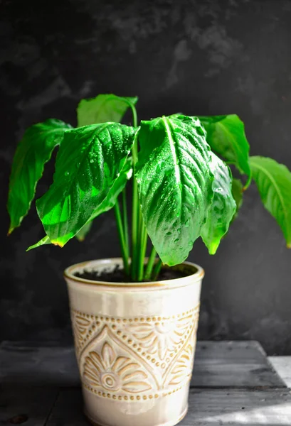 Indoor plant. Plant in a flowerpot. Dark background, sunlight. Beautiful green leaves. Flowers in the house. Houseplant.