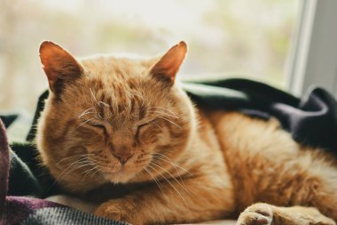 Güzel kırmızı kedi pencerede yatıyor. Tatlı kırmızı kedi ve battaniye