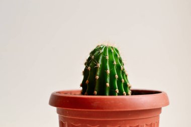 Beyaz arka planda kaktüs. Evdeki bitki. Güzel kaktüs, minimalizm. Kapat.