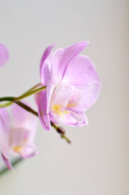 Beyaz arka planda güzel bir orkide. Çiçeksel zarif arka plan.