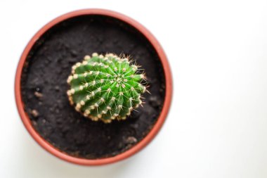 Beyaz arka planda kaktüs. Evdeki bitki. Güzel kaktüs, minimalizm. Kapat.