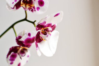 Beyaz arka planda güzel bir orkide. Çiçeksel zarif arka plan.