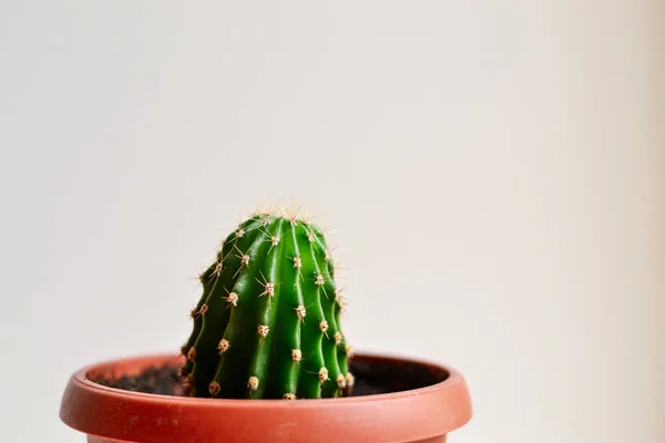 Cactus on a white background. The plant in the house. Beautiful cactus, minimalism. Close up