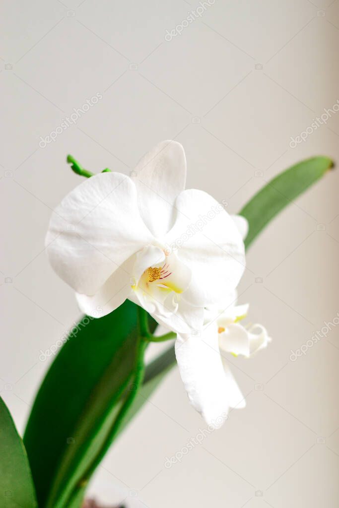 Beautiful orchid on a white background, isolated. Floral elegant background.