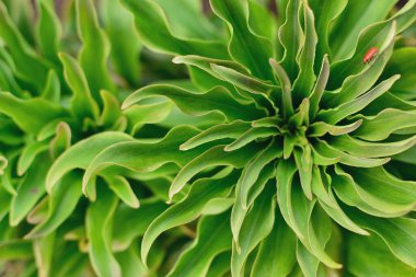 Yeşil bitkiler. Doğal bahar geçmişi. Yeşil renk