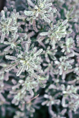 Bahar arka planı. Soyut doğa geçmişi. Bitkiler gri-mavi renktedir