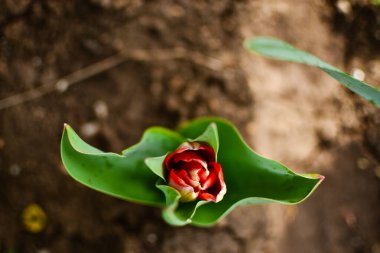 Lale ve iniş. Yerden gelen lale tomurcuğu, üst manzara. çiçek arkaplanı.