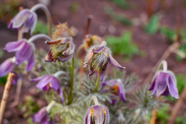 Planten Het Veld Voorjaar Achtergrond Plantenknoppen Groeien Uit Grond Natuur — Stockfoto