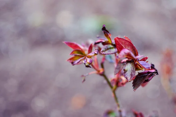 Fondo Naturaleza Primavera Efecto Boke Fondo Borroso Bellas Flores Fondo —  Fotos de Stock