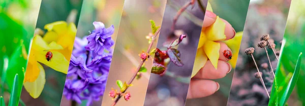 Collage Naturalezas Naturaleza Primaveral Flores Hierba Plantas Primer Plano Hermosa —  Fotos de Stock