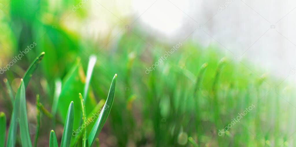 Spring nature background. Green grass and sunbeams. Green grass background.
