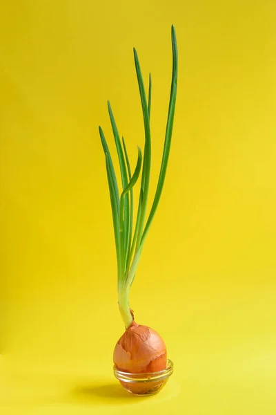Food Minimal Style Creative Healthy Food Concept Onions Bright Yellow — Stock Photo, Image