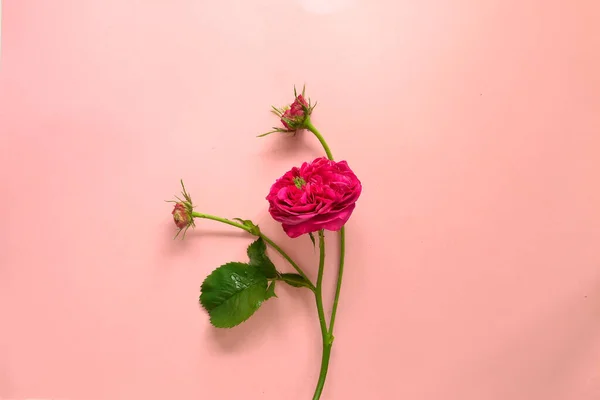 Arrangement of flowers. Minimalism. View from above. Flat lay. Free space for text. Flower on a pink background. Minimal