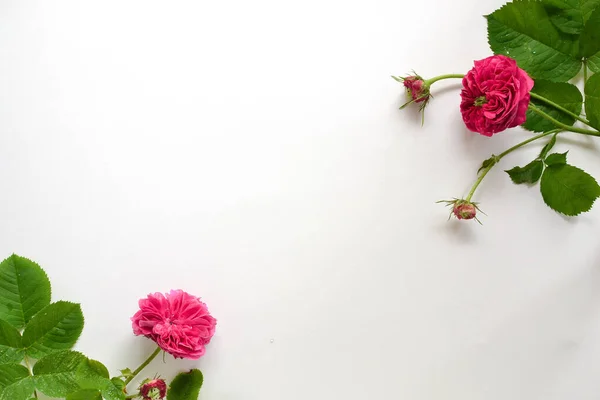 Rozmieszczenie Kwiatów Widok Góry Płasko Wolne Miejsce Tekst Białe Tło — Zdjęcie stockowe
