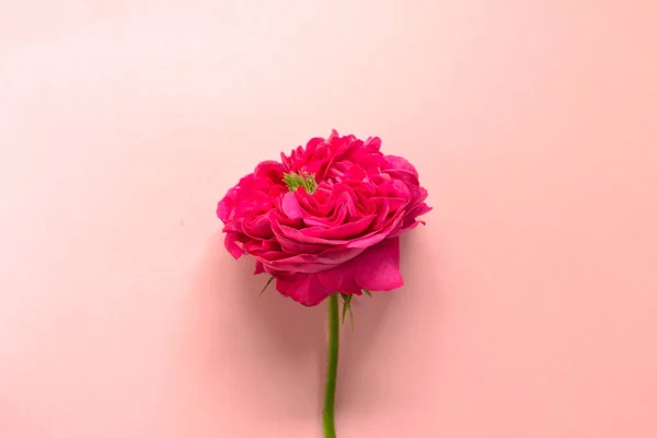 Rozmieszczenie Kwiatów Minimalizm Widok Góry Leżeć Płasko Wolne Miejsce Tekst — Zdjęcie stockowe