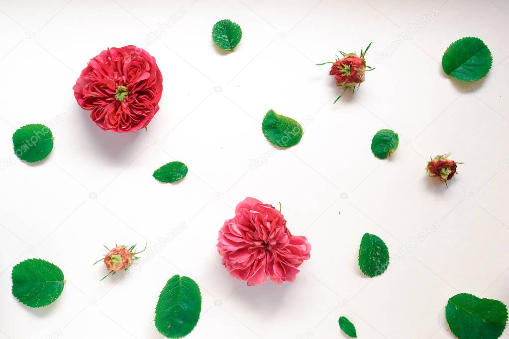 Arrangement of flowers. Minimalism. View from above. Flat lay. Free space for text. Flowers on a white background. Flower pattern.