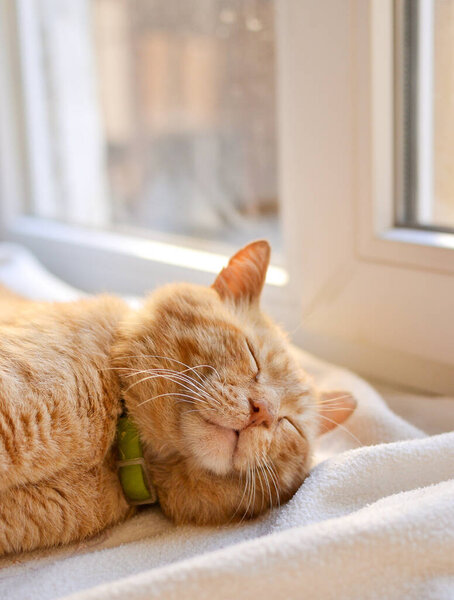 Beautiful Red Cat Lies Windowsill Sunny Day Cute Red Cat — Stock Photo, Image