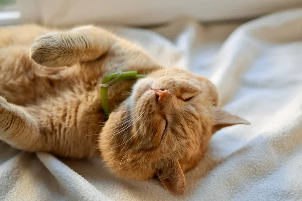 Beau Chat Rouge Trouve Sur Rebord Fenêtre Par Une Journée — Photo