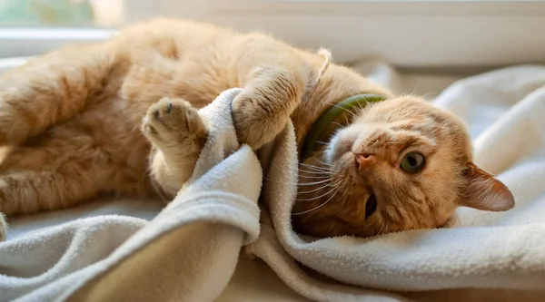 Beau Chat Rouge Trouve Sur Rebord Fenêtre Par Une Journée — Photo