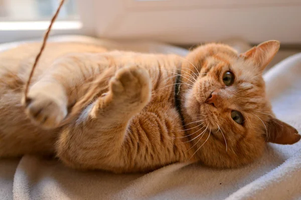 아름다운 고양이가 창턱에 귀여운 고양이가 밧줄을 가지고 클로즈업 동물은 집에서 — 스톡 사진