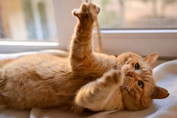 Beau Chat Rouge Trouve Sur Rebord Fenêtre Par Une Journée — Photo