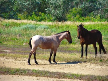 Azov Denizi 'nin güney kıyısında. Shchelkino yakınlarında. Kırım Yarımadası.
