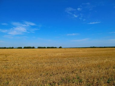 Sarı tarla ve mavi gökyüzü.