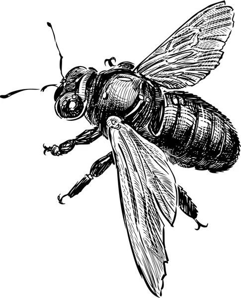 bir yaban arısı taslağını