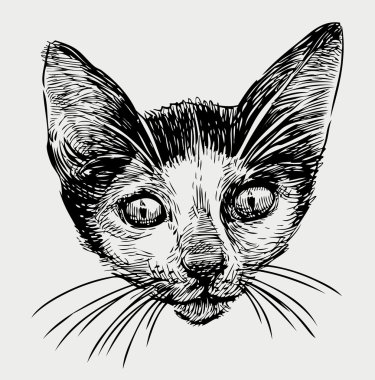 bir yavru kedi başkanı