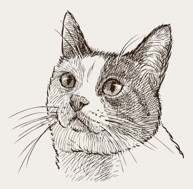izlerken bir kedi portresi