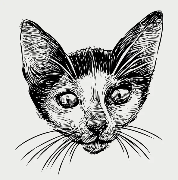 Cabeza de un gatito — Vector de stock