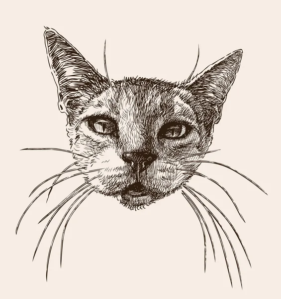 Tête de chat avec les moustaches — Image vectorielle