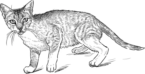 두려워 한 고양이의 스케치 — 스톡 벡터
