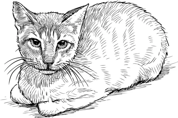 Серьезная домашняя кошка — стоковый вектор