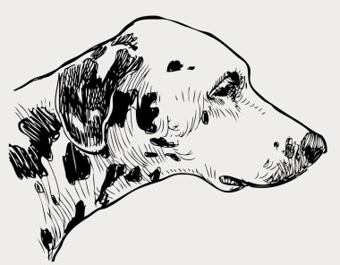 benekli bir köpek başkanı
