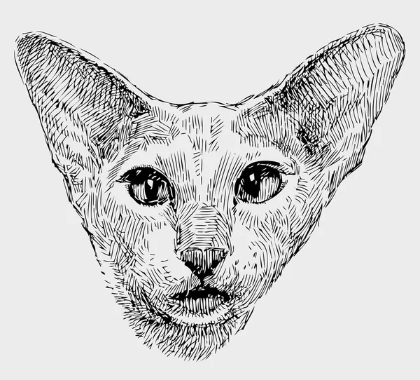 Cabeça de um gato de orelha — Fotografia de Stock