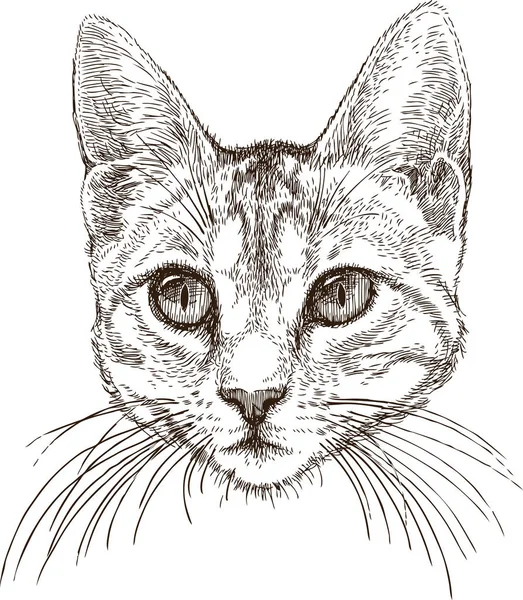 Kopf einer kleinen Katze — Stockvektor