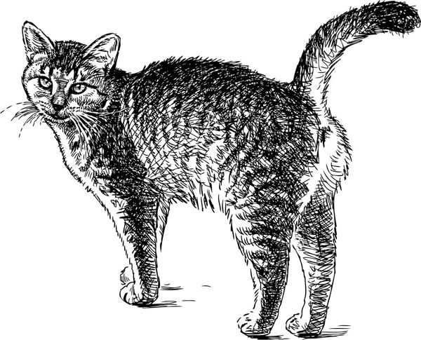 Boceto de gato caminando — Archivo Imágenes Vectoriales