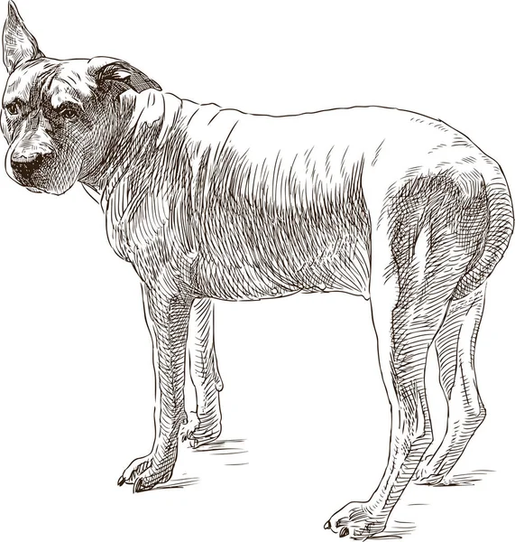 Boceto de un viejo pit bull terrier — Vector de stock