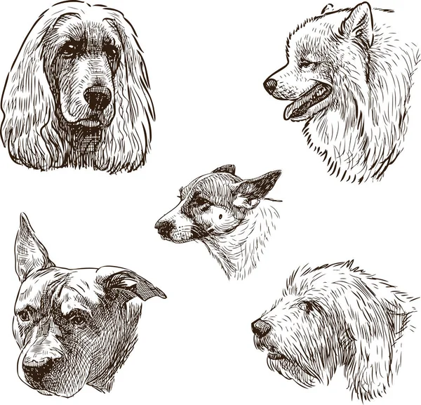 Skizzen der Hundeköpfe — Stockvektor