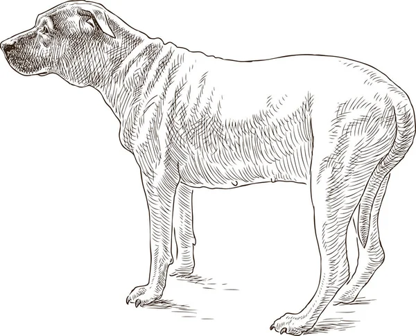 Эскиз старой собаки — стоковый вектор