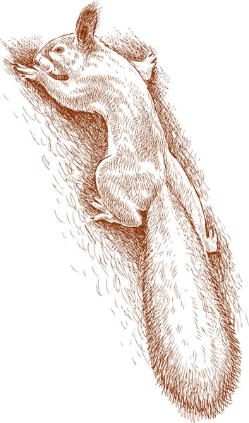 Divoká veverka na kmen stromu — Stockový vektor