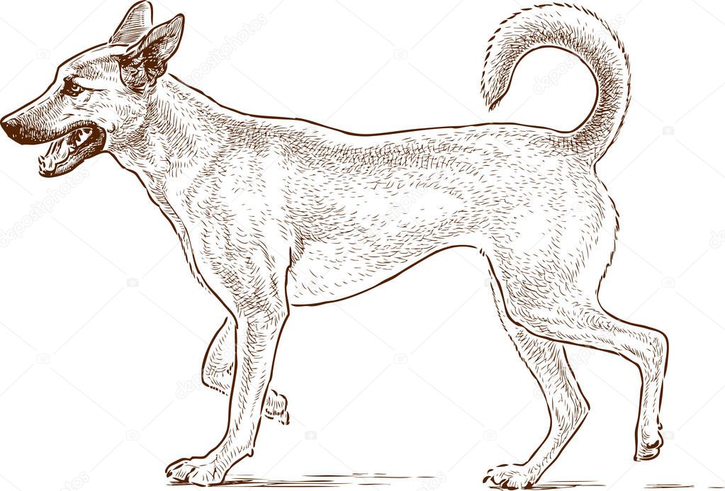 sketch of a guard dog