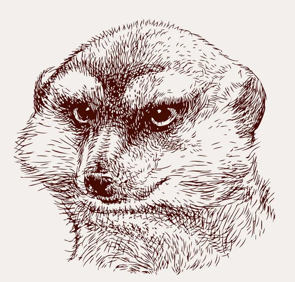 Portrét rozzlobený mongoose — Stockový vektor